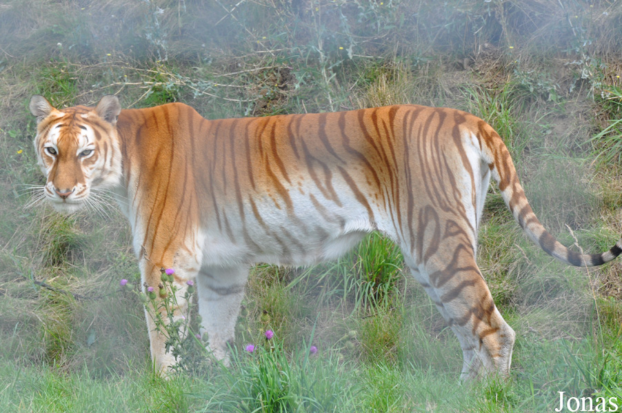 Panthera tigris blanc