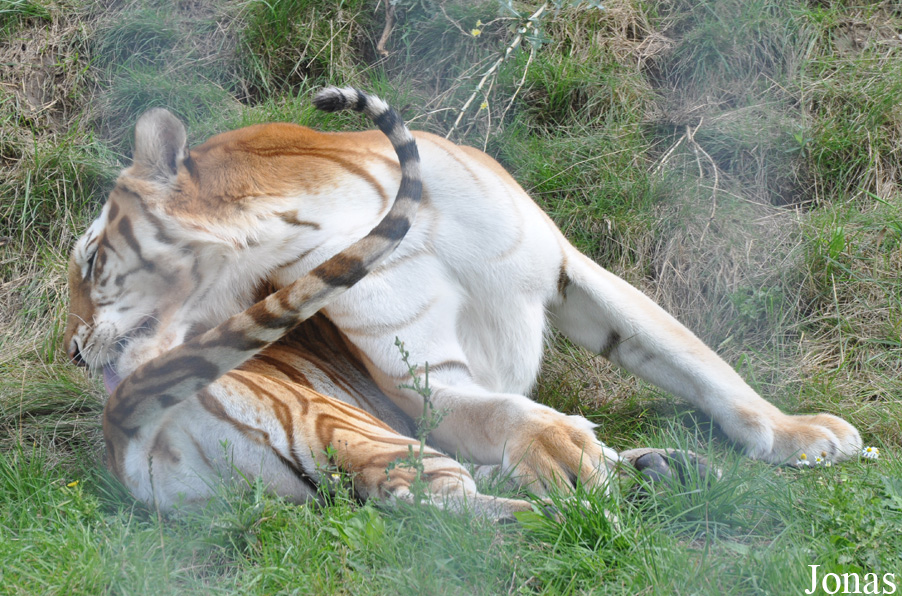 Panthera tigris blanc
