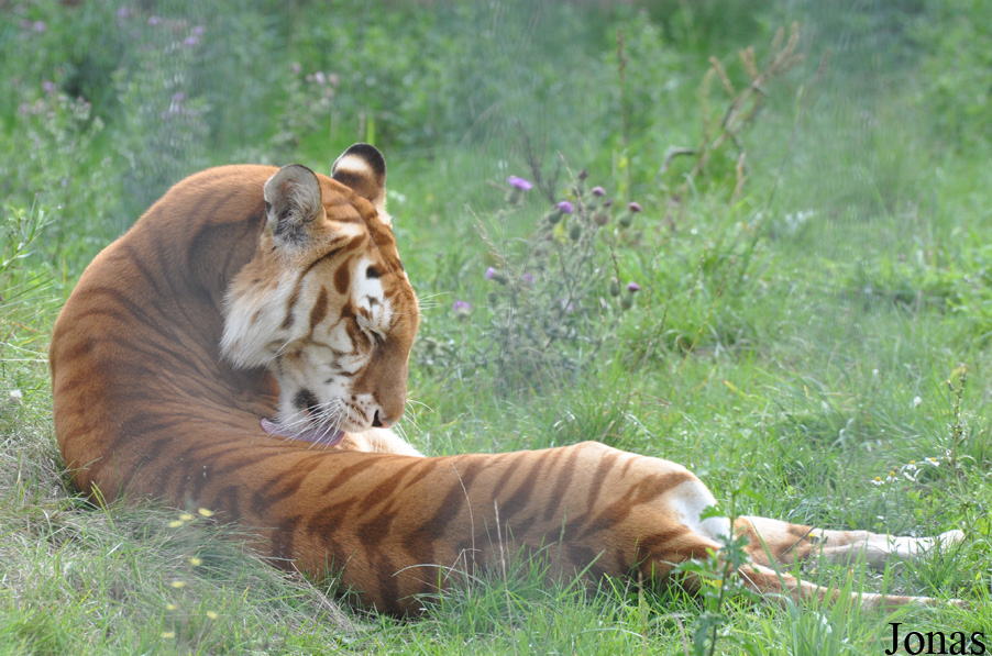 Panthera tigris blanc