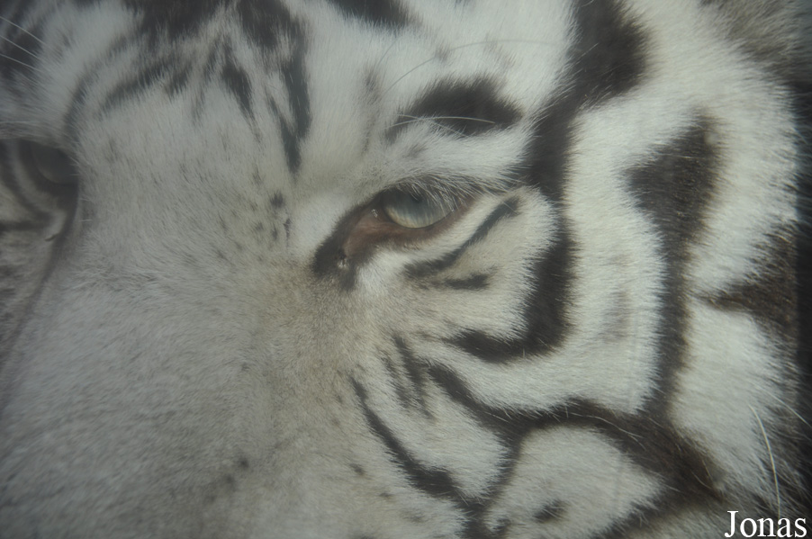 Panthera tigris blanc