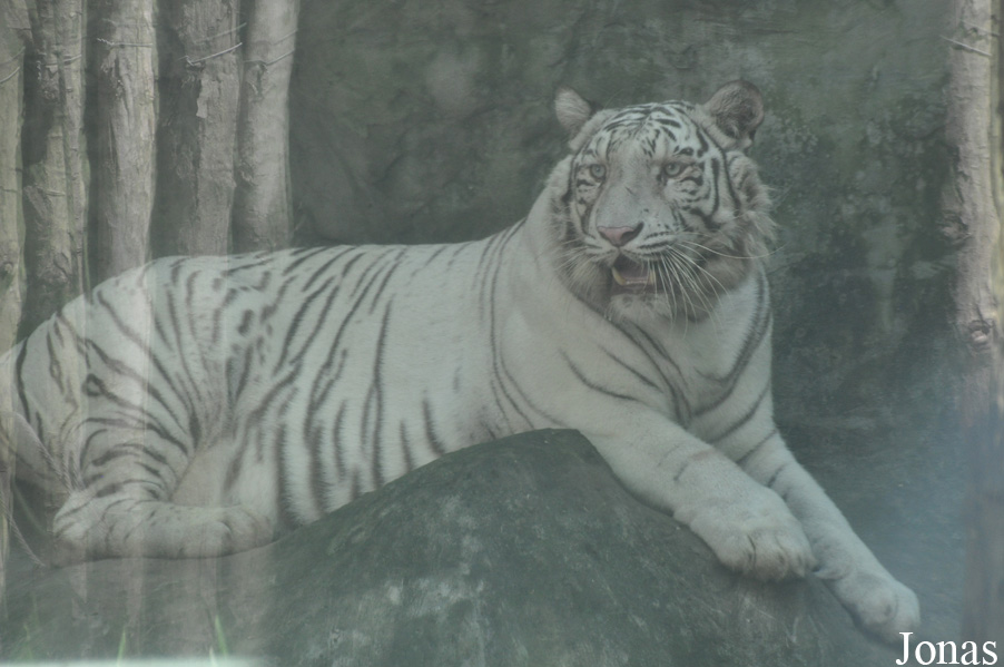 Panthera tigris blanc