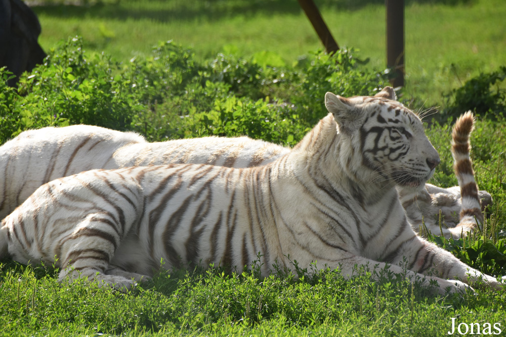 Panthera tigris blanc