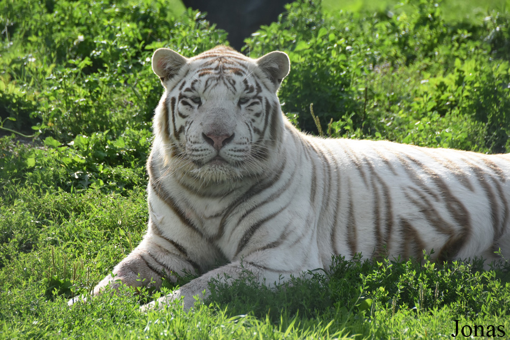 Panthera tigris blanc