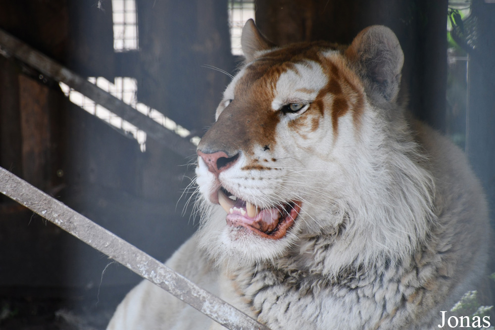 Panthera tigris blanc