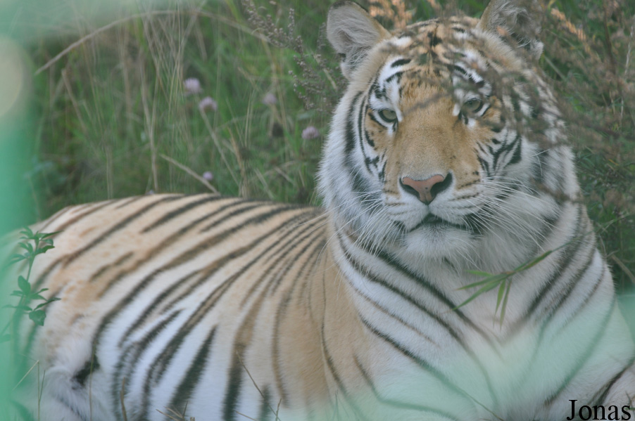 Panthera tigris blanc