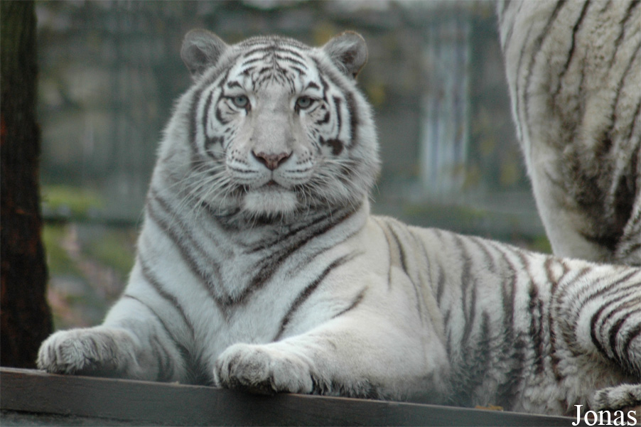 Panthera tigris blanc