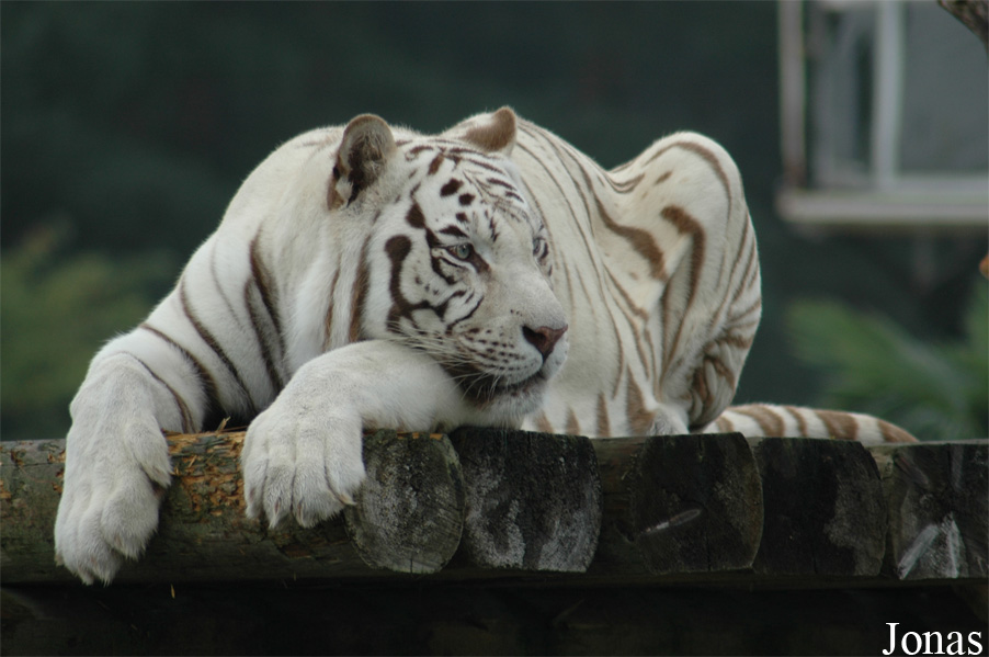 Panthera tigris blanc