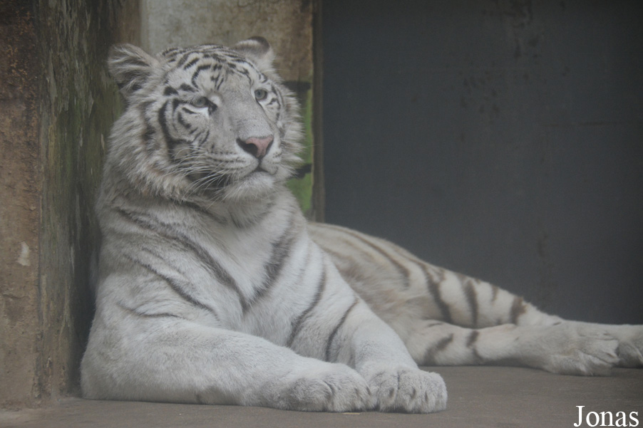 Panthera tigris blanc