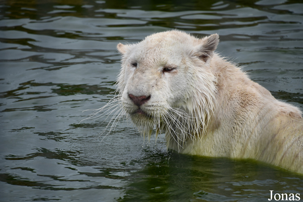 Panthera tigris blanc