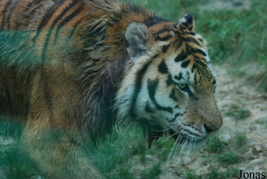 Panthera tigris altaica