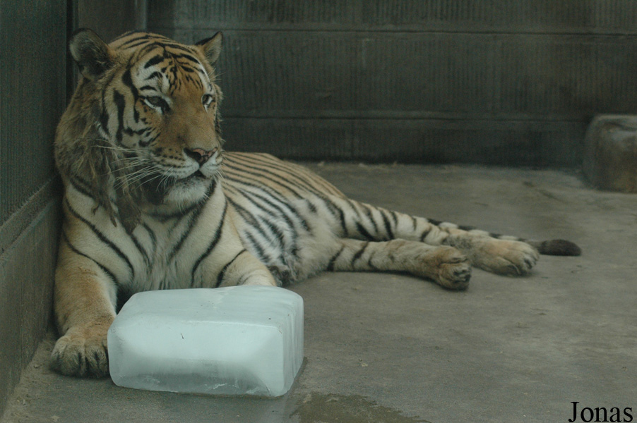 Panthera tigris altaica