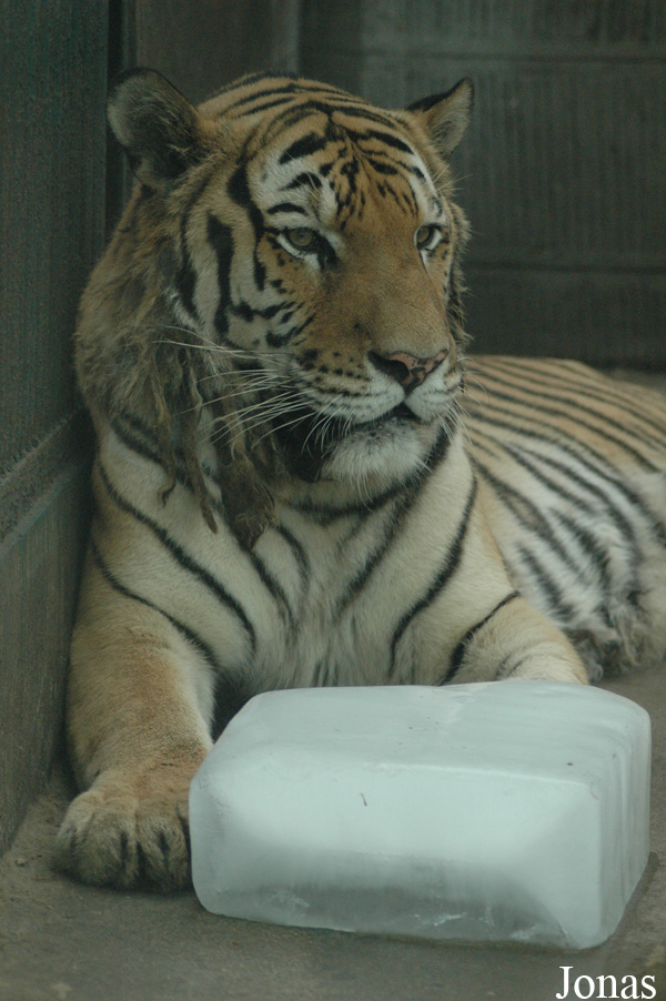 Panthera tigris altaica