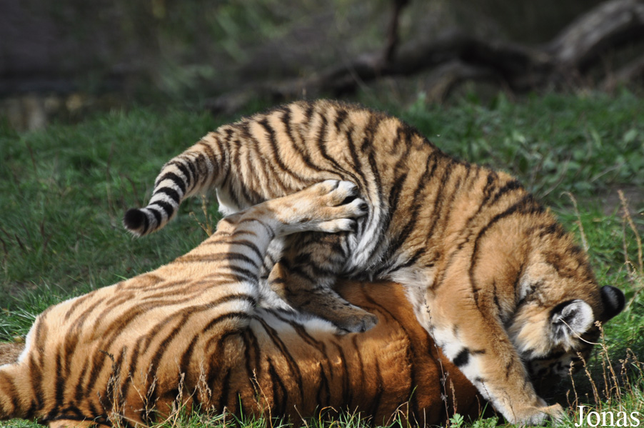 Panthera tigris altaica