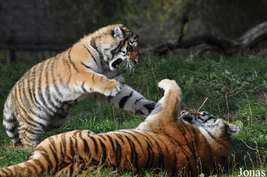 Panthera tigris altaica
