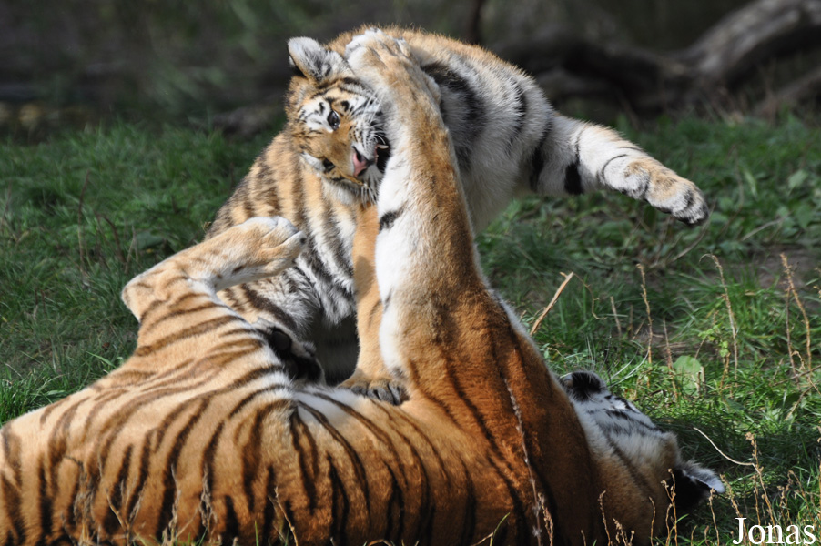 Panthera tigris altaica