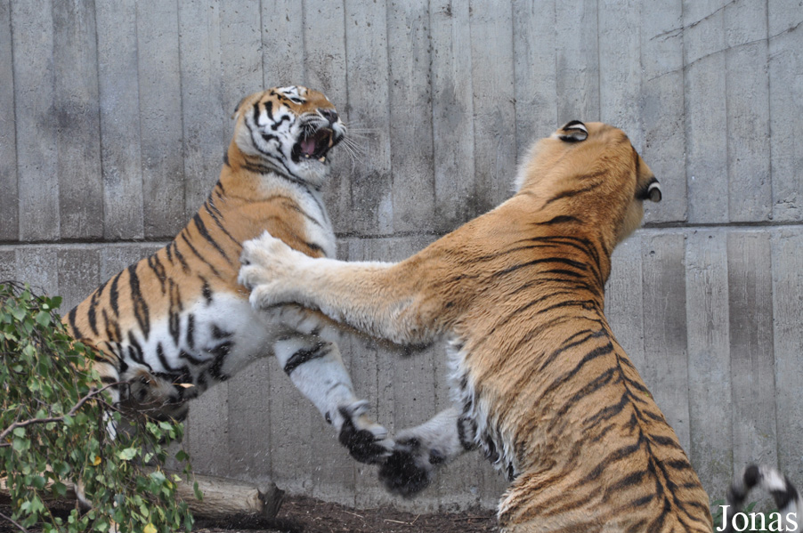 Panthera tigris altaica
