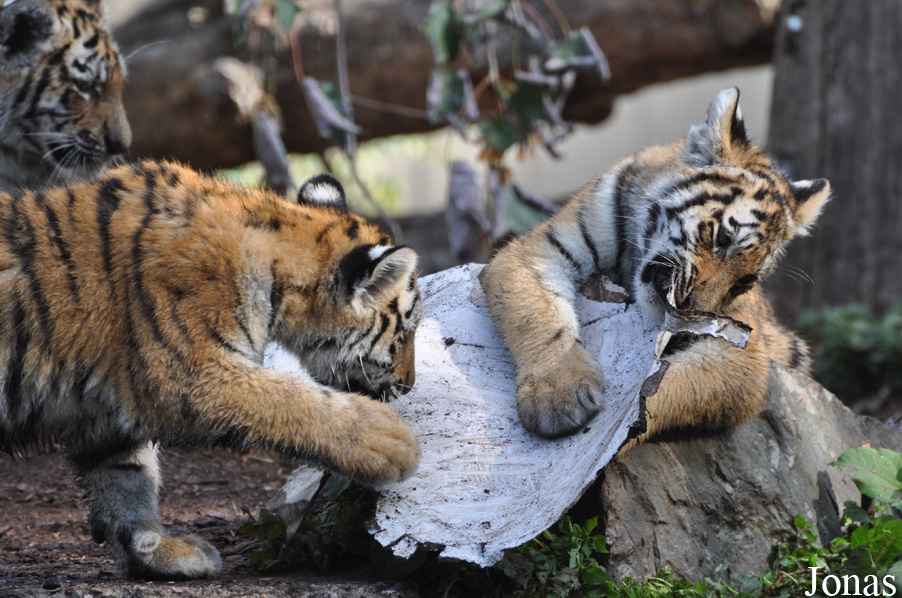 Panthera tigris altaica