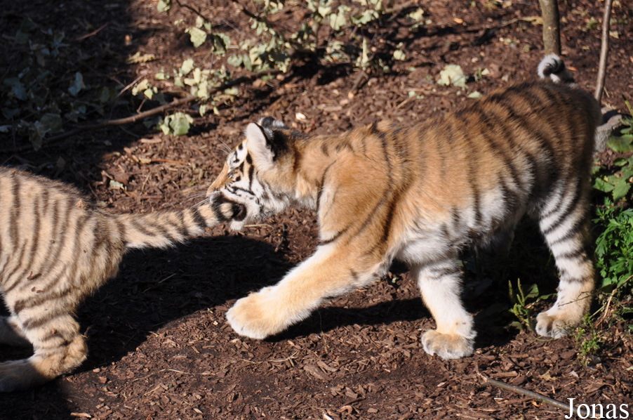 Panthera tigris altaica