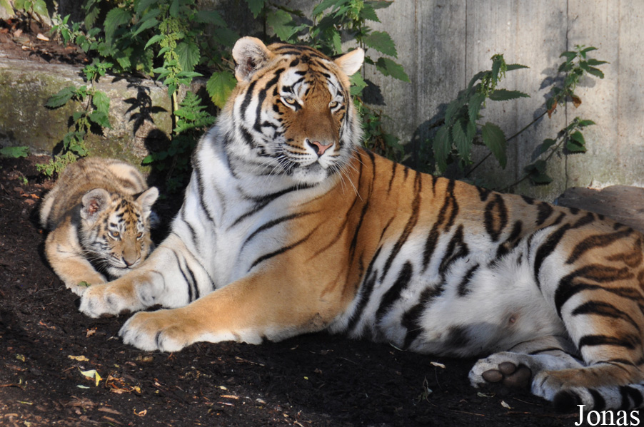 Panthera tigris altaica