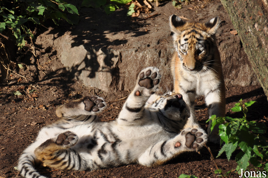 Panthera tigris altaica