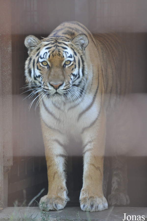 Panthera tigris altaica