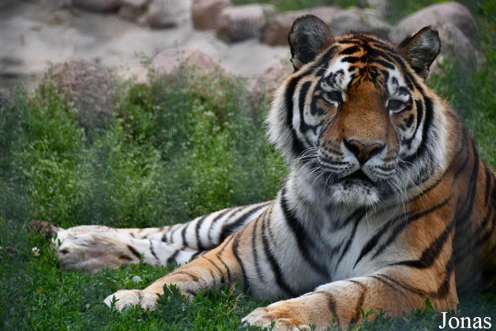 Panthera tigris altaica