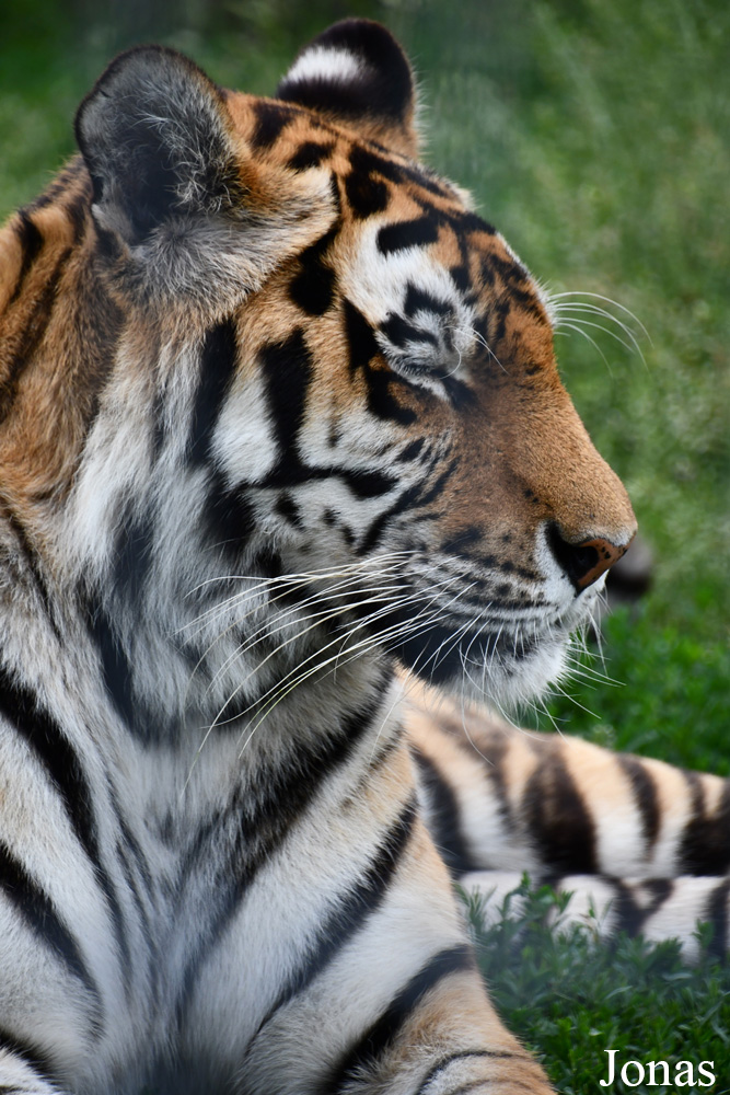 Panthera tigris altaica