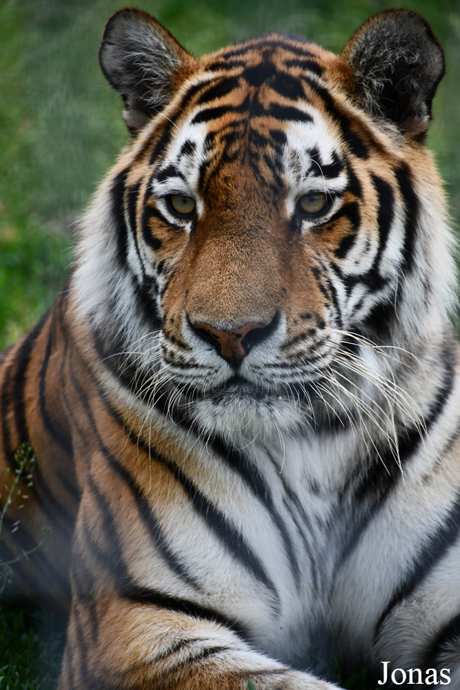 Panthera tigris altaica