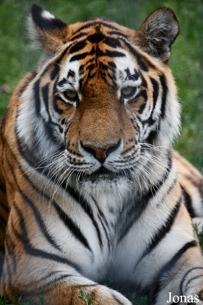 Panthera tigris altaica