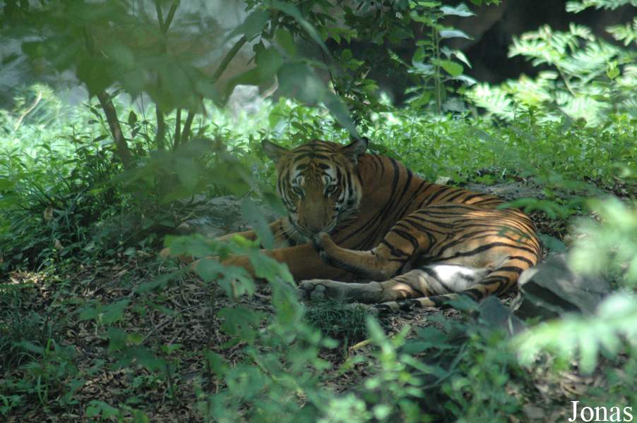 Panthera tigris amoyensis