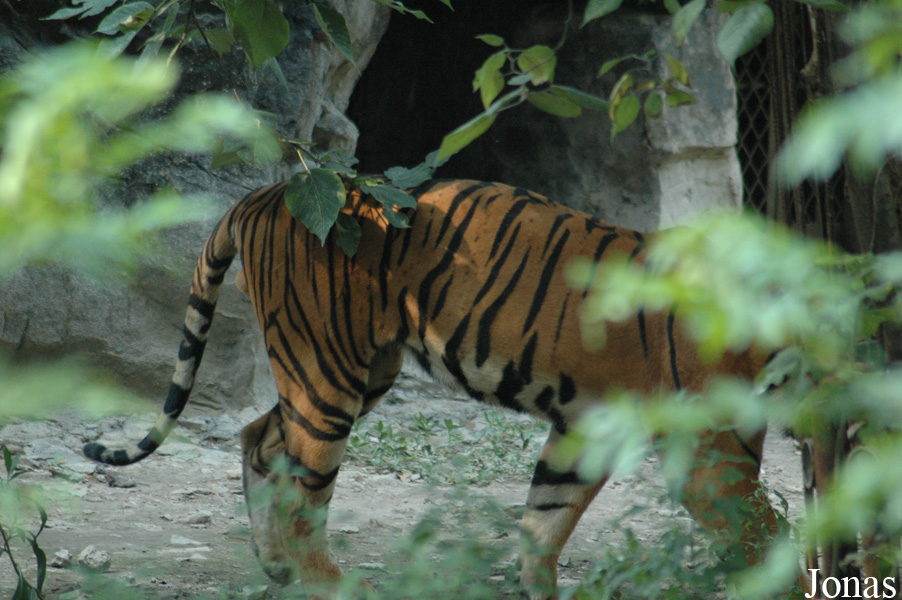 Panthera tigris amoyensis