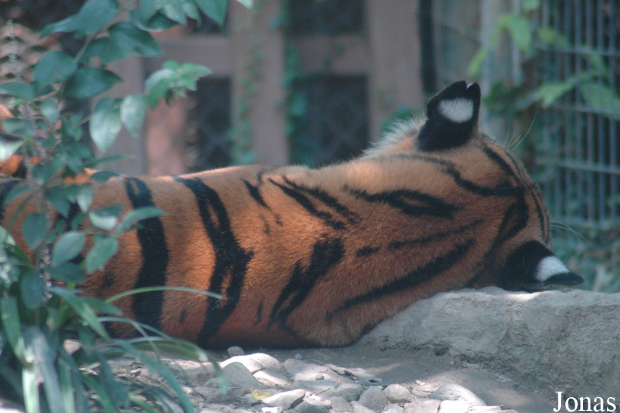 Panthera tigris amoyensis