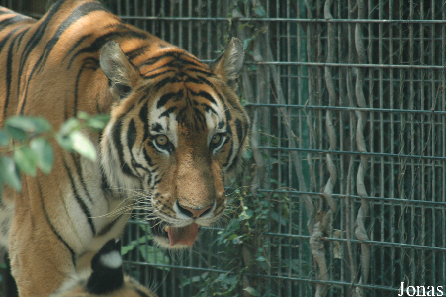 Panthera tigris amoyensis
