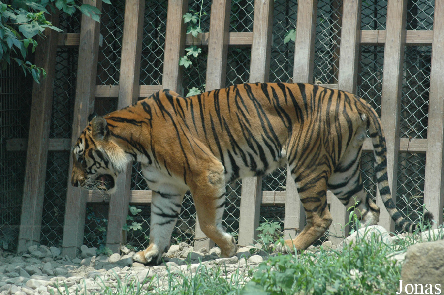 Panthera tigris amoyensis
