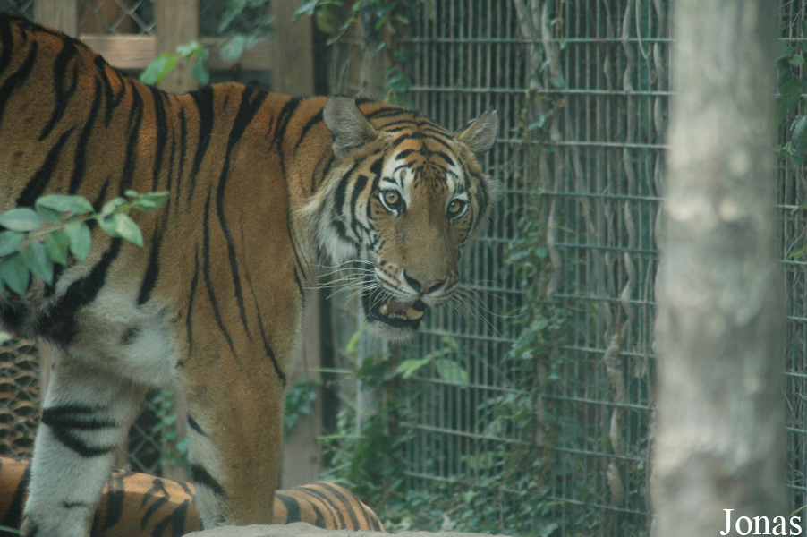 Panthera tigris amoyensis