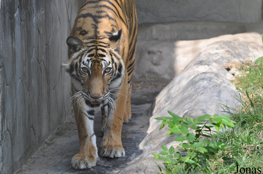 Panthera tigris corbetti
