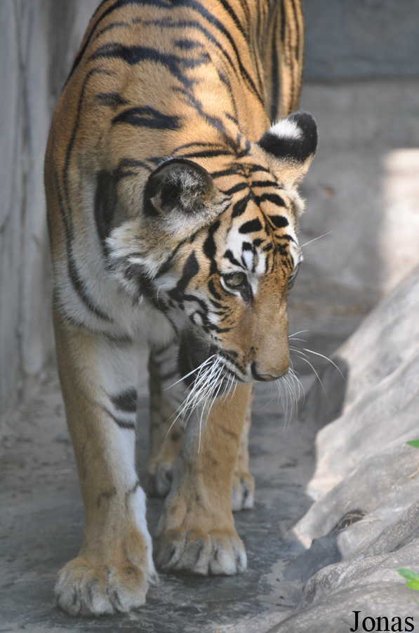 Panthera tigris corbetti