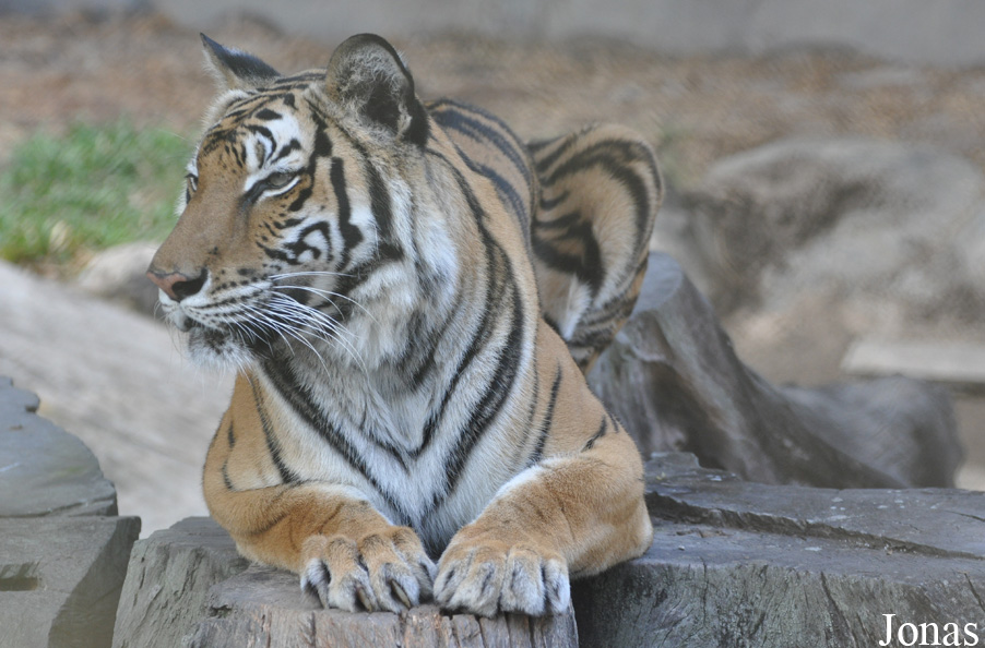 Panthera tigris corbetti