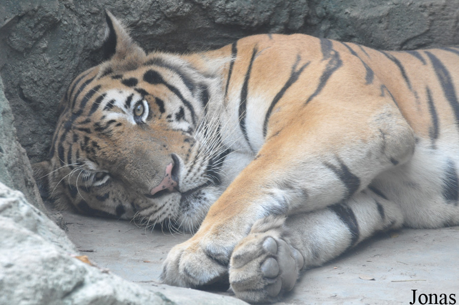 Panthera tigris corbetti