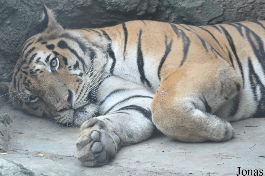 Panthera tigris corbetti