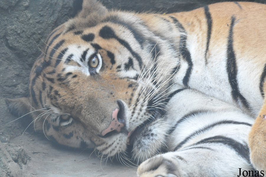 Panthera tigris corbetti