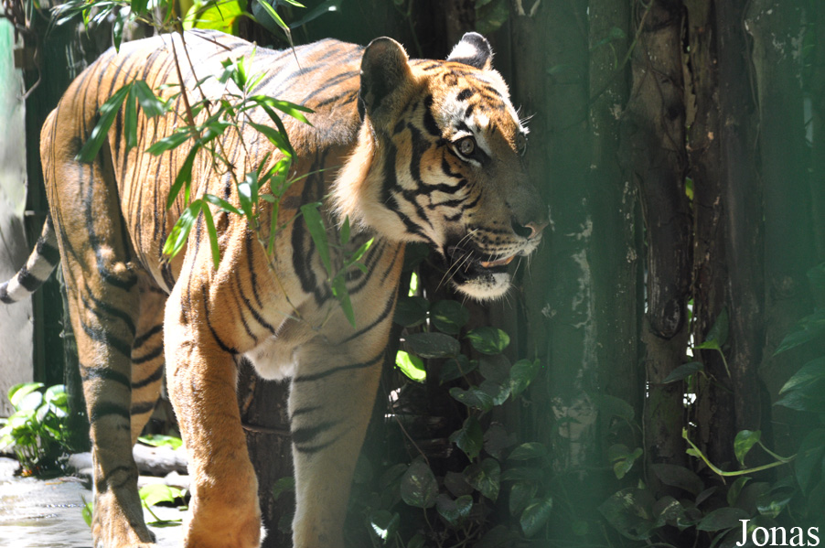 Panthera tigris corbetti