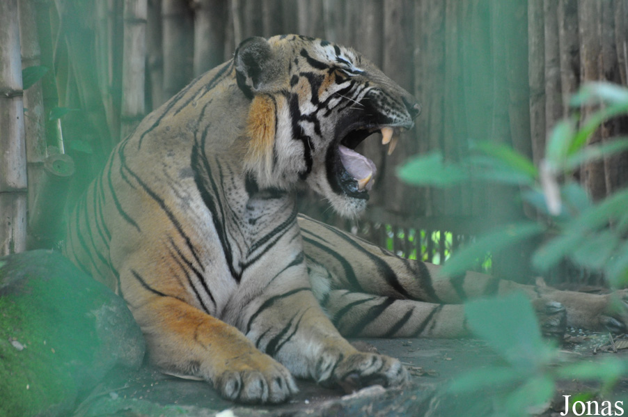 Panthera tigris corbetti