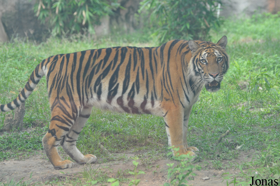 Panthera tigris corbetti