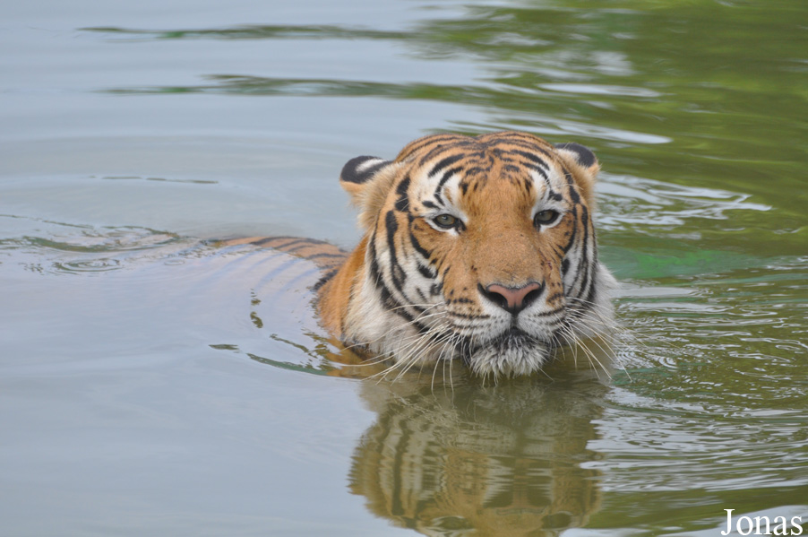Panthera tigris jacksoni