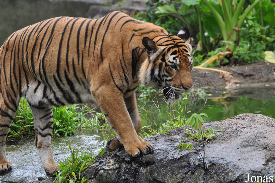 Panthera tigris jacksoni