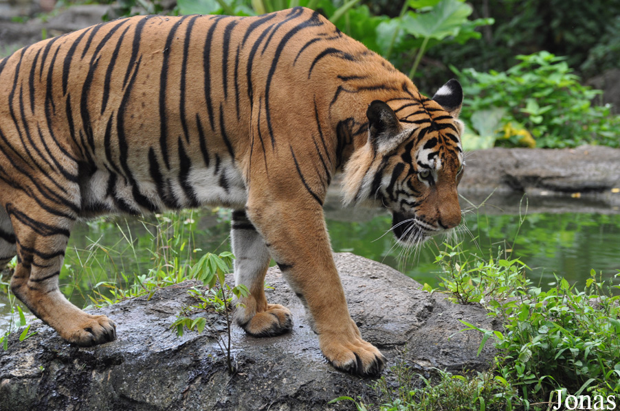 Panthera tigris jacksoni