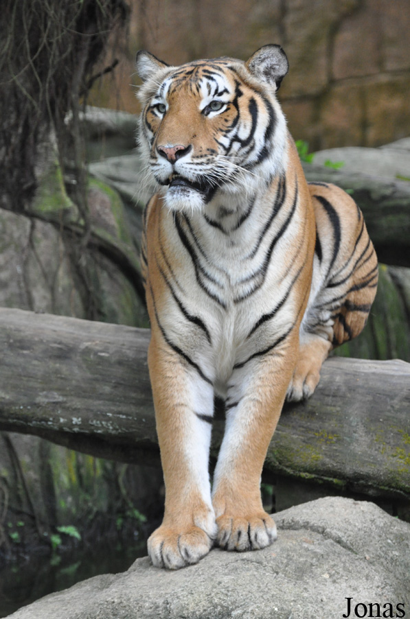 Panthera tigris jacksoni