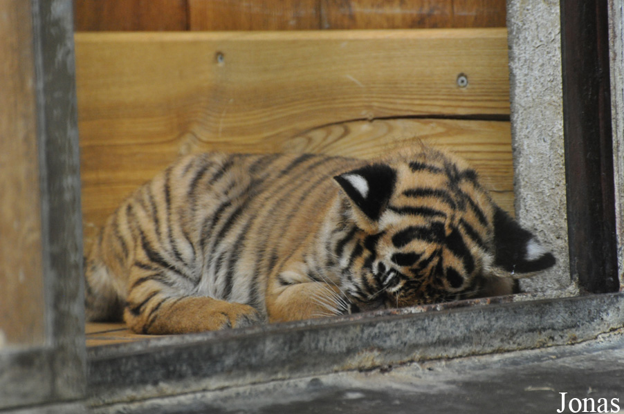 Panthera tigris jacksoni