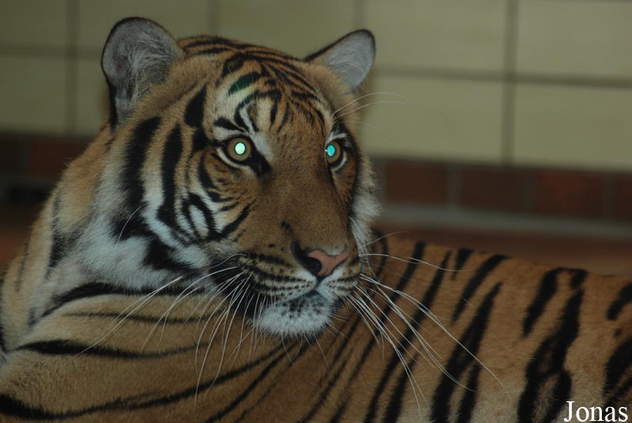 Panthera tigris jacksoni